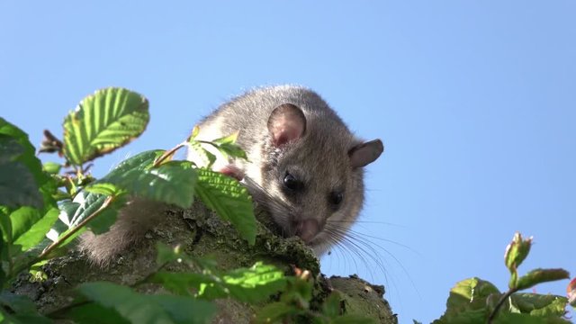 dormouse on a tree