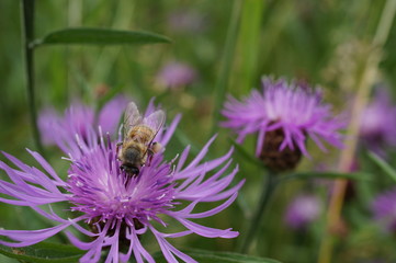 Biene auf Distelblüte