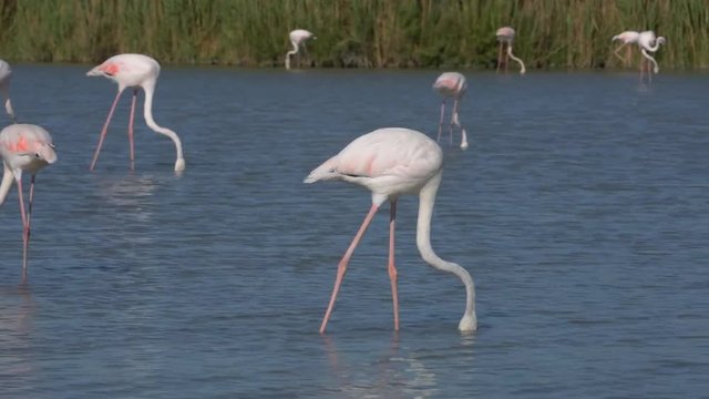 Rosaflamingo, Greater flamingo, Phoenicopterus roseus