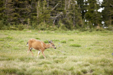 Deer grazes in the meadow.