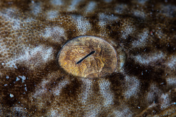 Eye of a Tasseled Wobbegong Shark