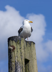 Seagull on post during sunny day.