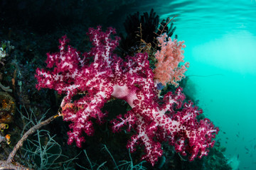 Fototapeta na wymiar Soft Corals in Narrow Channel, Raja Ampat