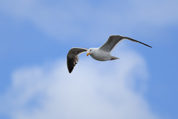 Obraz premium Seagull up in the sky.
