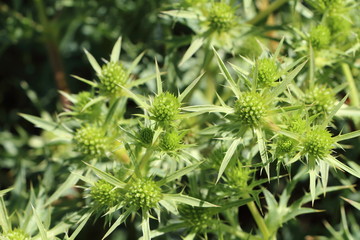 Fototapeta premium Plants de chardons