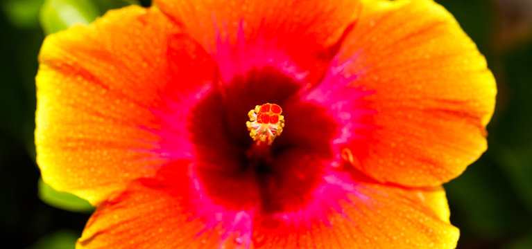 Beautiful hibiscus