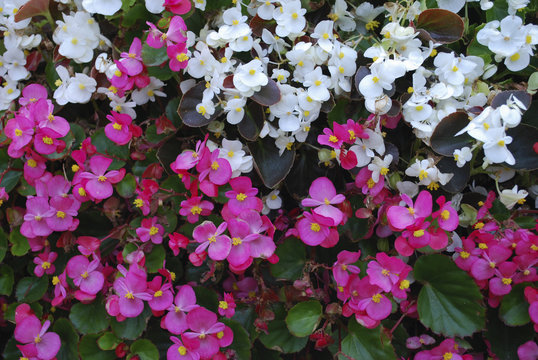 Pink and white Wax begonia flowers on the flowerbed. Decorative plants for gardening.