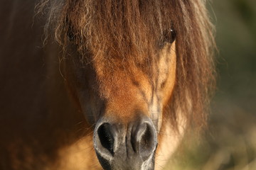 Ponygesicht
