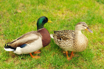 Naklejka na ściany i meble Two Mallard Ducks on green grass. Duck and drake have a rest on a green bright grass