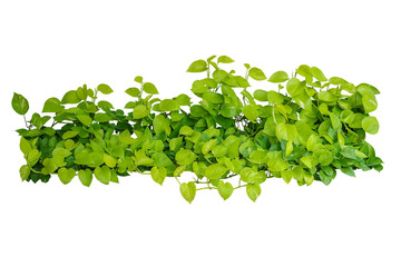 Heart shaped green yellow leaves vines of devils ivy or golden pothos (Epipremnum aureum) plant...