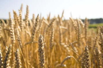 golden wheat field and sunny day