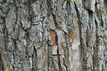 Tree bark texture