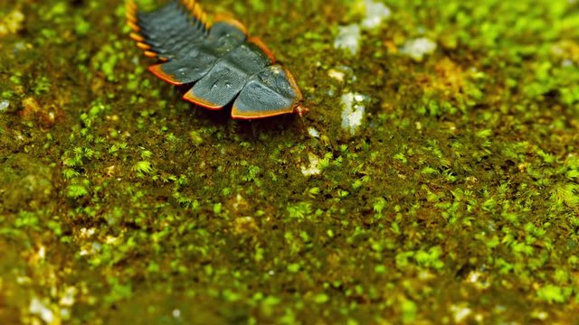 Video UHD - Duliticola (Trilobite beetle). The female moves on the ground. Thailand, Phuket.