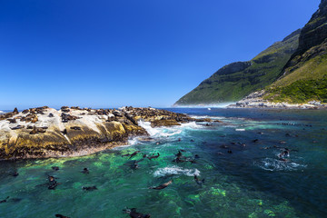 Fototapeta premium Republic of South Africa. Duiker Island (Seal Island) near Hout Bay (Cape Peninsula, Cape Town). Cape fur seal colony (Arctocephalus pusillus, also known as Brown fur seal)