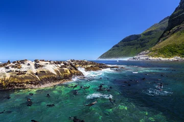 Foto auf Leinwand Republic of South Africa. Duiker Island (Seal Island) near Hout Bay (Cape Peninsula, Cape Town). Cape fur seal colony (Arctocephalus pusillus, also known as Brown fur seal) © WitR