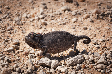 Chameleon in the desert in Namibia, Africa