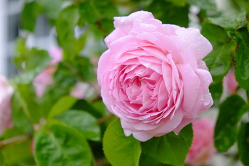 pink rose