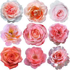 Set of pink roses   isolated on the white background