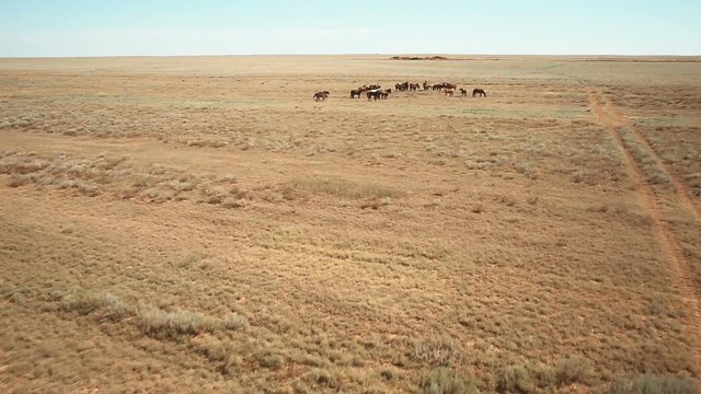 herd of horses to pasture in the steppe