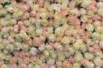 Background from a variety of cream and pink roses. Wedding