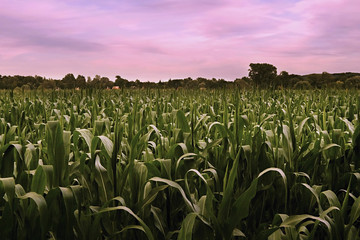 evening sunset photo with cornfield near the villages Hostenice and Kliment in Ceske stredohori region in bohemian landscape