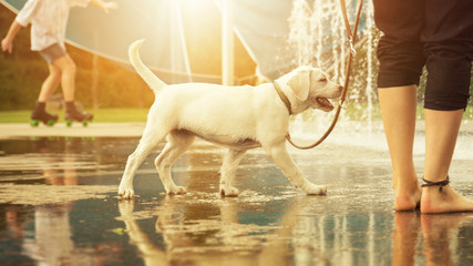 Labrador Retriever Welpe glücklich vor Wasserfontänen an der Leine