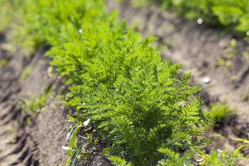 Field with carrot
