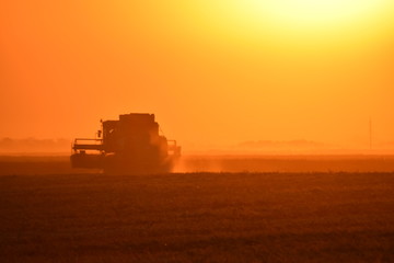 Naklejka premium Collection soybean crop at sunset.