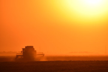 Naklejka premium Collection soybean crop at sunset.