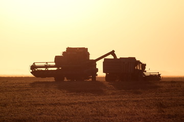 Fototapeta premium Collection soybean crop at sunset.