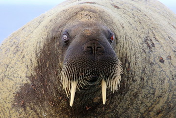 Walrus on ice floe in Canada