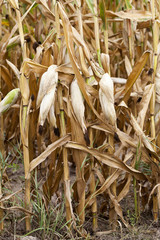 mature corn crop