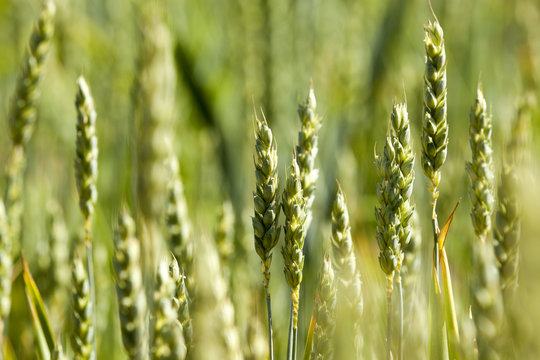 unripe ears of wheat