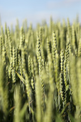 unripe ears of wheat
