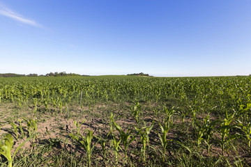 Fototapeta na wymiar Corn field, summer