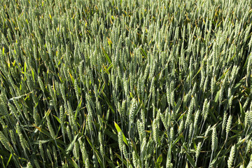 agricultural field wheat
