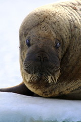 Walrus on ice floe in Canada