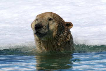 Obraz premium Polar bear in Arctic sea