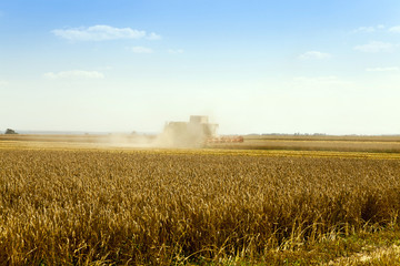 harvest of cereals