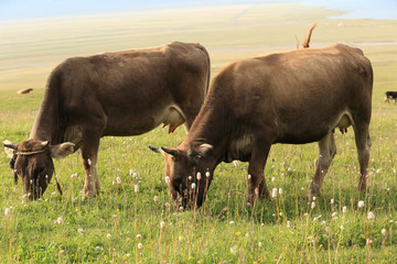 two cow eat grass in grassland
