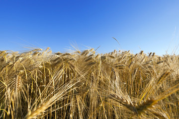 Fototapeta na wymiar Field of cereal in the summer