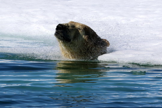 Polar bear in Arctic sea