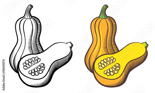 "Illustration of butternut squash. Outline and colored version ...