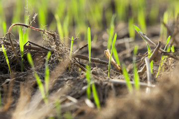 young grass plants, close-up