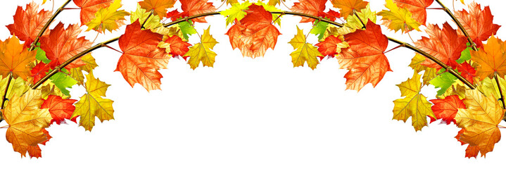autumn leaves isolated on white background.