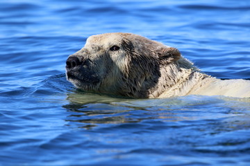 Obraz premium Polar bear in Arctic sea