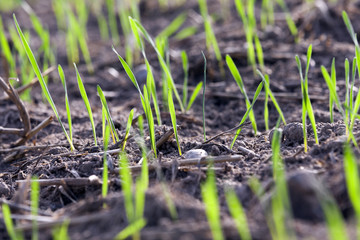 young grass plants, close-up
