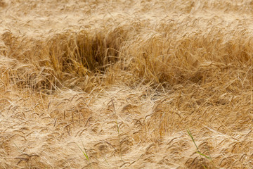 destroyed by the storm wheat