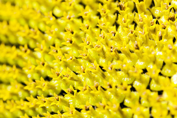 covering black seeds.