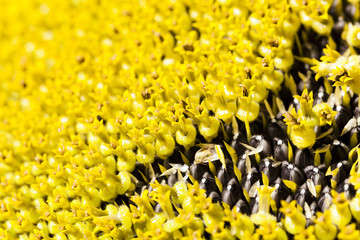 close up sun flower